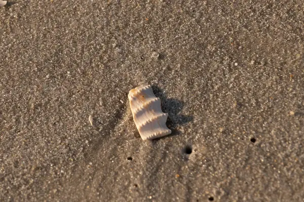 Bu güzel deniz kabuğu parçası kahverengi şeker görünümlü kum tanelerinin içinde yatıyordu. Sörfün kırdığı şeyin bir kalıntısı. Beyaz çıkıntılar ve turuncu bantlar öne çıkıyor.