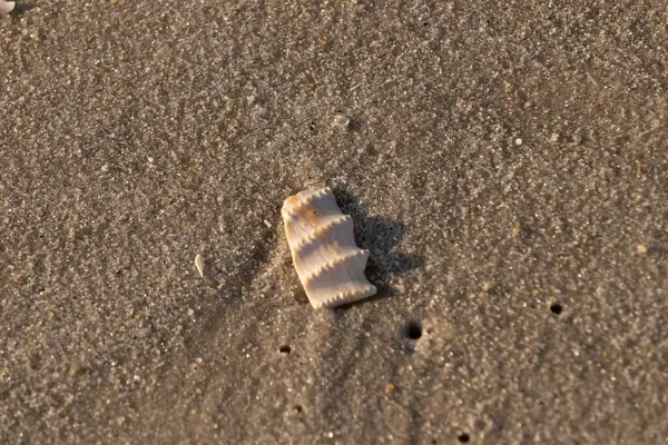 Bu güzel deniz kabuğu parçası kahverengi şeker görünümlü kum tanelerinin içinde yatıyordu. Sörfün kırdığı şeyin bir kalıntısı. Beyaz çıkıntılar ve turuncu bantlar öne çıkıyor.