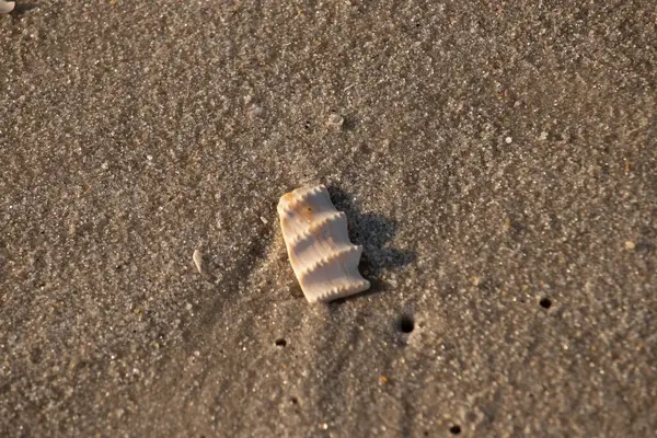 Bu güzel deniz kabuğu parçası kahverengi şeker görünümlü kum tanelerinin içinde yatıyordu. Sörfün kırdığı şeyin bir kalıntısı. Beyaz çıkıntılar ve turuncu bantlar öne çıkıyor.