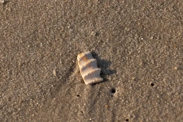Bu güzel deniz kabuğu parçası kahverengi şeker görünümlü kum tanelerinin içinde yatıyordu. Sörfün kırdığı şeyin bir kalıntısı. Beyaz çıkıntılar ve turuncu bantlar öne çıkıyor.