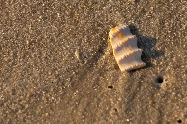 Bu güzel deniz kabuğu parçası kahverengi şeker görünümlü kum tanelerinin içinde yatıyordu. Sörfün kırdığı şeyin bir kalıntısı. Beyaz çıkıntılar ve turuncu bantlar öne çıkıyor.