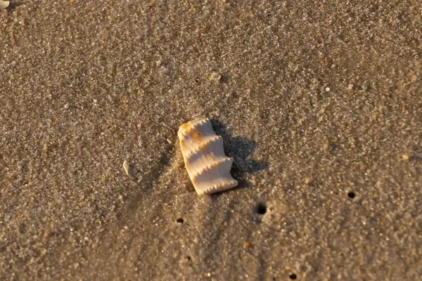Bu güzel deniz kabuğu parçası kahverengi şeker görünümlü kum tanelerinin içinde yatıyordu. Sörfün kırdığı şeyin bir kalıntısı. Beyaz çıkıntılar ve turuncu bantlar öne çıkıyor.