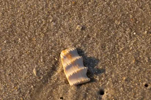 Bu güzel deniz kabuğu parçası kahverengi şeker görünümlü kum tanelerinin içinde yatıyordu. Sörfün kırdığı şeyin bir kalıntısı. Beyaz çıkıntılar ve turuncu bantlar öne çıkıyor.
