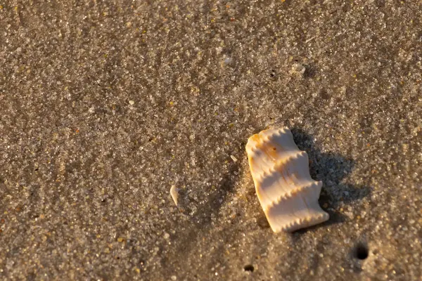 Bu güzel deniz kabuğu parçası kahverengi şeker görünümlü kum tanelerinin içinde yatıyordu. Sörfün kırdığı şeyin bir kalıntısı. Beyaz çıkıntılar ve turuncu bantlar öne çıkıyor.