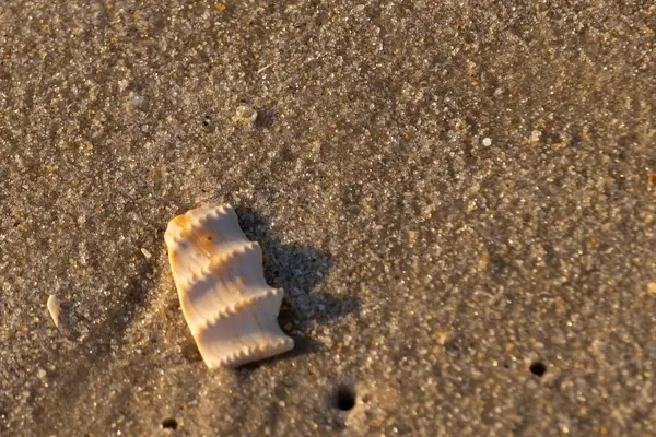 Bu güzel deniz kabuğu parçası kahverengi şeker görünümlü kum tanelerinin içinde yatıyordu. Sörfün kırdığı şeyin bir kalıntısı. Beyaz çıkıntılar ve turuncu bantlar öne çıkıyor.