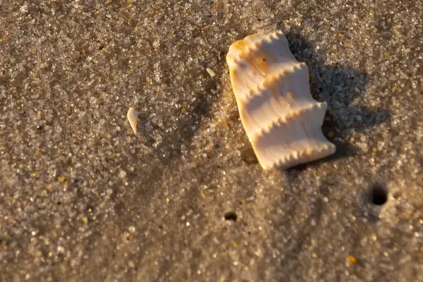 Bu güzel deniz kabuğu parçası kahverengi şeker görünümlü kum tanelerinin içinde yatıyordu. Sörfün kırdığı şeyin bir kalıntısı. Beyaz çıkıntılar ve turuncu bantlar öne çıkıyor.