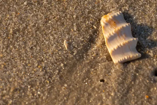 Bu güzel deniz kabuğu parçası kahverengi şeker görünümlü kum tanelerinin içinde yatıyordu. Sörfün kırdığı şeyin bir kalıntısı. Beyaz çıkıntılar ve turuncu bantlar öne çıkıyor.