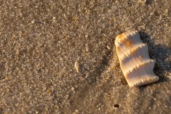 Bu güzel deniz kabuğu parçası kahverengi şeker görünümlü kum tanelerinin içinde yatıyordu. Sörfün kırdığı şeyin bir kalıntısı. Beyaz çıkıntılar ve turuncu bantlar öne çıkıyor.
