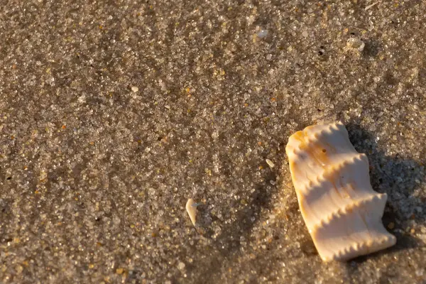 Bu güzel deniz kabuğu parçası kahverengi şeker görünümlü kum tanelerinin içinde yatıyordu. Sörfün kırdığı şeyin bir kalıntısı. Beyaz çıkıntılar ve turuncu bantlar öne çıkıyor.