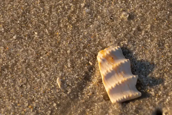 Bu güzel deniz kabuğu parçası kahverengi şeker görünümlü kum tanelerinin içinde yatıyordu. Sörfün kırdığı şeyin bir kalıntısı. Beyaz çıkıntılar ve turuncu bantlar öne çıkıyor.