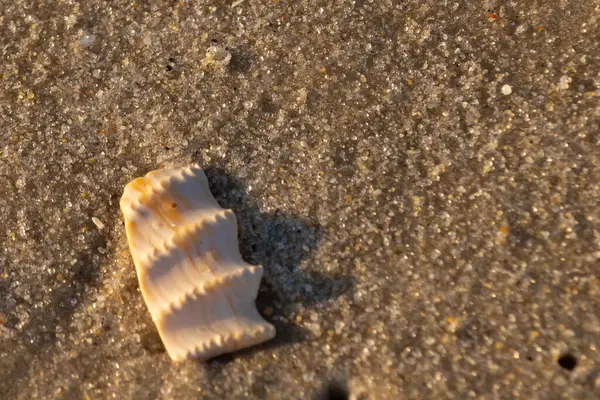Bu güzel deniz kabuğu parçası kahverengi şeker görünümlü kum tanelerinin içinde yatıyordu. Sörfün kırdığı şeyin bir kalıntısı. Beyaz çıkıntılar ve turuncu bantlar öne çıkıyor.