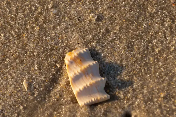Bu güzel deniz kabuğu parçası kahverengi şeker görünümlü kum tanelerinin içinde yatıyordu. Sörfün kırdığı şeyin bir kalıntısı. Beyaz çıkıntılar ve turuncu bantlar öne çıkıyor.