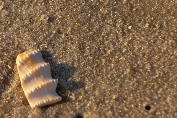 Bu güzel deniz kabuğu parçası kahverengi şeker görünümlü kum tanelerinin içinde yatıyordu. Sörfün kırdığı şeyin bir kalıntısı. Beyaz çıkıntılar ve turuncu bantlar öne çıkıyor.