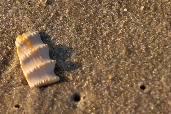 Bu güzel deniz kabuğu parçası kahverengi şeker görünümlü kum tanelerinin içinde yatıyordu. Sörfün kırdığı şeyin bir kalıntısı. Beyaz çıkıntılar ve turuncu bantlar öne çıkıyor.