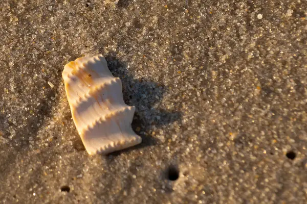 Bu güzel deniz kabuğu parçası kahverengi şeker görünümlü kum tanelerinin içinde yatıyordu. Sörfün kırdığı şeyin bir kalıntısı. Beyaz çıkıntılar ve turuncu bantlar öne çıkıyor.