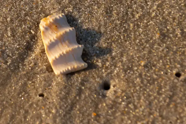 Bu güzel deniz kabuğu parçası kahverengi şeker görünümlü kum tanelerinin içinde yatıyordu. Sörfün kırdığı şeyin bir kalıntısı. Beyaz çıkıntılar ve turuncu bantlar öne çıkıyor.