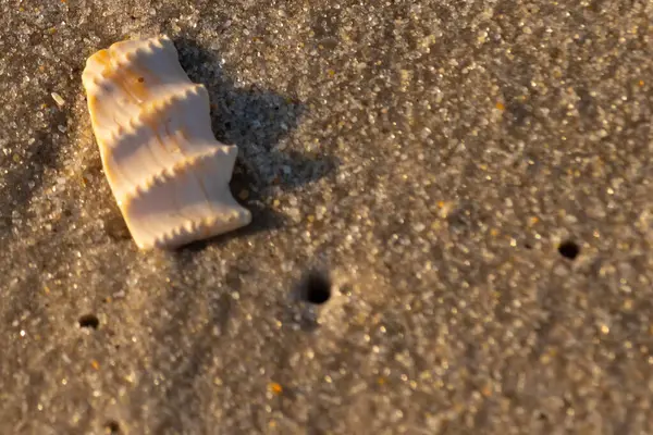 Bu güzel deniz kabuğu parçası kahverengi şeker görünümlü kum tanelerinin içinde yatıyordu. Sörfün kırdığı şeyin bir kalıntısı. Beyaz çıkıntılar ve turuncu bantlar öne çıkıyor.