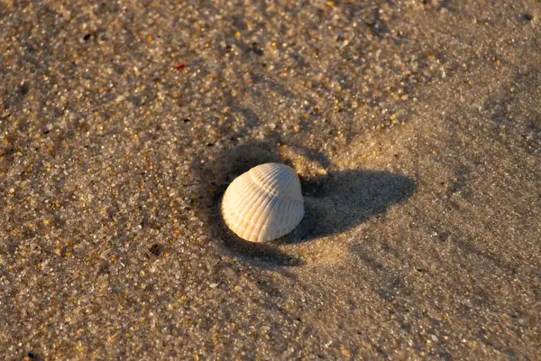 Kumlu bir kumsalda güzel bir kan gemisi kabuğu yatıyordu. Bu deniz kabuğu kum taneleri ve küçük parlak çakıl taşlarının arasındaydı. Bu kabuğun kenarları ve beyaz renk güzel ve yelpaze gibi görünüyor..