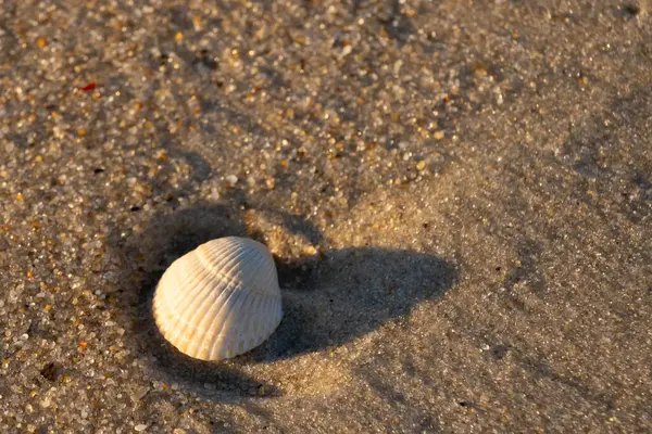 Kumlu bir kumsalda güzel bir kan gemisi kabuğu yatıyordu. Bu deniz kabuğu kum taneleri ve küçük parlak çakıl taşlarının arasındaydı. Bu kabuğun kenarları ve beyaz renk güzel ve yelpaze gibi görünüyor..