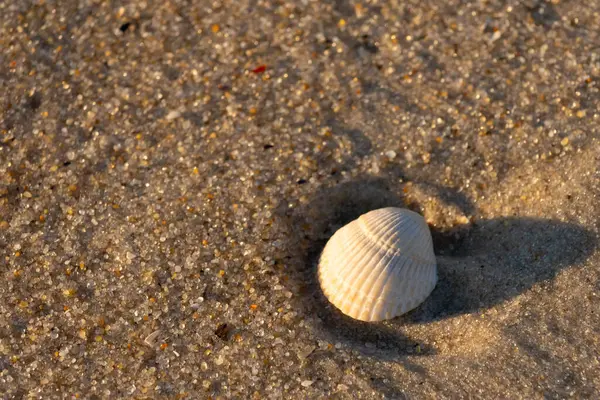 Kumlu bir kumsalda güzel bir kan gemisi kabuğu yatıyordu. Bu deniz kabuğu kum taneleri ve küçük parlak çakıl taşlarının arasındaydı. Bu kabuğun kenarları ve beyaz renk güzel ve yelpaze gibi görünüyor..