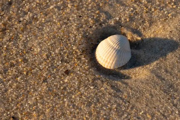 Kumlu bir kumsalda güzel bir kan gemisi kabuğu yatıyordu. Bu deniz kabuğu kum taneleri ve küçük parlak çakıl taşlarının arasındaydı. Bu kabuğun kenarları ve beyaz renk güzel ve yelpaze gibi görünüyor..
