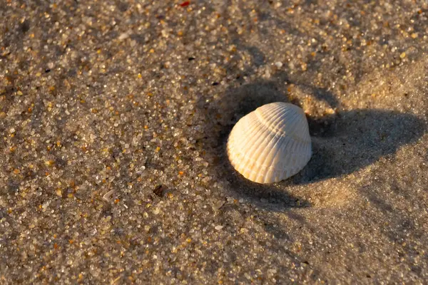 Kumlu bir kumsalda güzel bir kan gemisi kabuğu yatıyordu. Bu deniz kabuğu kum taneleri ve küçük parlak çakıl taşlarının arasındaydı. Bu kabuğun kenarları ve beyaz renk güzel ve yelpaze gibi görünüyor..