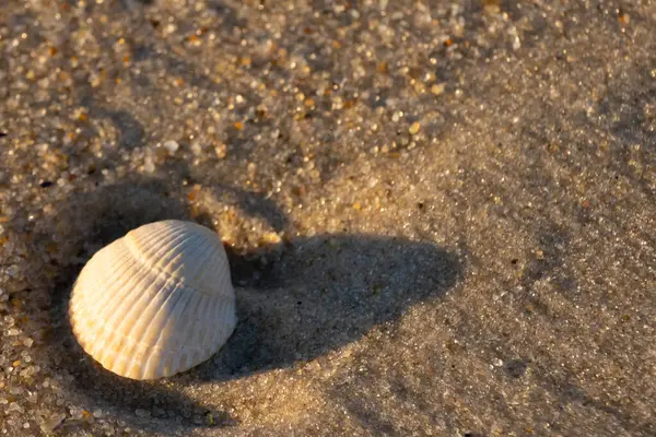 Kumlu bir kumsalda güzel bir kan gemisi kabuğu yatıyordu. Bu deniz kabuğu kum taneleri ve küçük parlak çakıl taşlarının arasındaydı. Bu kabuğun kenarları ve beyaz renk güzel ve yelpaze gibi görünüyor..