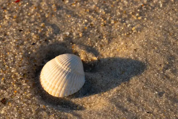 Kumlu bir kumsalda güzel bir kan gemisi kabuğu yatıyordu. Bu deniz kabuğu kum taneleri ve küçük parlak çakıl taşlarının arasındaydı. Bu kabuğun kenarları ve beyaz renk güzel ve yelpaze gibi görünüyor..