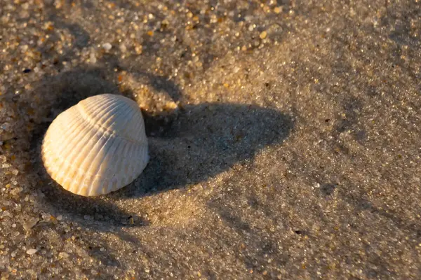 Kumlu bir kumsalda güzel bir kan gemisi kabuğu yatıyordu. Bu deniz kabuğu kum taneleri ve küçük parlak çakıl taşlarının arasındaydı. Bu kabuğun kenarları ve beyaz renk güzel ve yelpaze gibi görünüyor..
