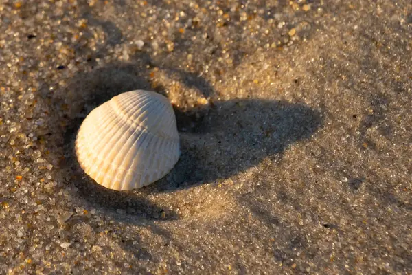 Kumlu bir kumsalda güzel bir kan gemisi kabuğu yatıyordu. Bu deniz kabuğu kum taneleri ve küçük parlak çakıl taşlarının arasındaydı. Bu kabuğun kenarları ve beyaz renk güzel ve yelpaze gibi görünüyor..