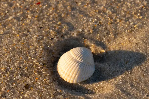 Kumlu bir kumsalda güzel bir kan gemisi kabuğu yatıyordu. Bu deniz kabuğu kum taneleri ve küçük parlak çakıl taşlarının arasındaydı. Bu kabuğun kenarları ve beyaz renk güzel ve yelpaze gibi görünüyor..
