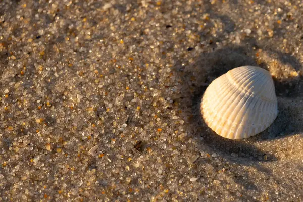 Kumlu bir kumsalda güzel bir kan gemisi kabuğu yatıyordu. Bu deniz kabuğu kum taneleri ve küçük parlak çakıl taşlarının arasındaydı. Bu kabuğun kenarları ve beyaz renk güzel ve yelpaze gibi görünüyor..