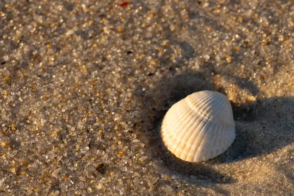 Kumlu bir kumsalda güzel bir kan gemisi kabuğu yatıyordu. Bu deniz kabuğu kum taneleri ve küçük parlak çakıl taşlarının arasındaydı. Bu kabuğun kenarları ve beyaz renk güzel ve yelpaze gibi görünüyor..