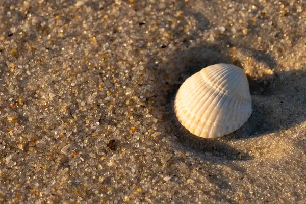 Kumlu bir kumsalda güzel bir kan gemisi kabuğu yatıyordu. Bu deniz kabuğu kum taneleri ve küçük parlak çakıl taşlarının arasındaydı. Bu kabuğun kenarları ve beyaz renk güzel ve yelpaze gibi görünüyor..