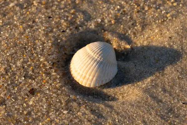 Kumlu bir kumsalda güzel bir kan gemisi kabuğu yatıyordu. Bu deniz kabuğu kum taneleri ve küçük parlak çakıl taşlarının arasındaydı. Bu kabuğun kenarları ve beyaz renk güzel ve yelpaze gibi görünüyor..
