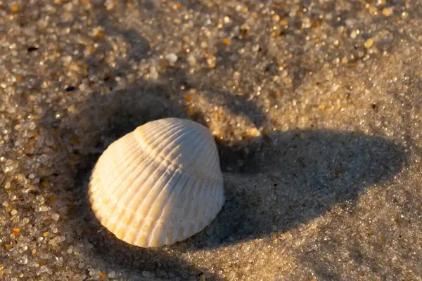 Kumlu bir kumsalda güzel bir kan gemisi kabuğu yatıyordu. Bu deniz kabuğu kum taneleri ve küçük parlak çakıl taşlarının arasındaydı. Bu kabuğun kenarları ve beyaz renk güzel ve yelpaze gibi görünüyor..