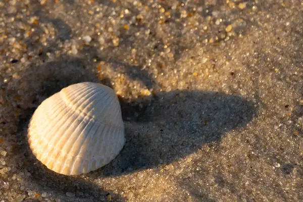 Kumlu bir kumsalda güzel bir kan gemisi kabuğu yatıyordu. Bu deniz kabuğu kum taneleri ve küçük parlak çakıl taşlarının arasındaydı. Bu kabuğun kenarları ve beyaz renk güzel ve yelpaze gibi görünüyor..