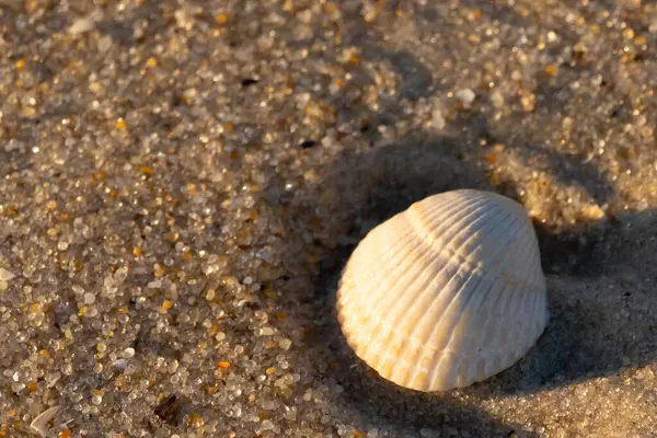 Kumlu bir kumsalda güzel bir kan gemisi kabuğu yatıyordu. Bu deniz kabuğu kum taneleri ve küçük parlak çakıl taşlarının arasındaydı. Bu kabuğun kenarları ve beyaz renk güzel ve yelpaze gibi görünüyor..