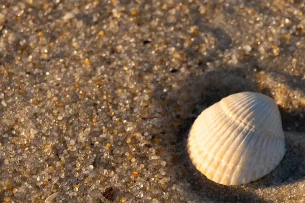 Kumlu bir kumsalda güzel bir kan gemisi kabuğu yatıyordu. Bu deniz kabuğu kum taneleri ve küçük parlak çakıl taşlarının arasındaydı. Bu kabuğun kenarları ve beyaz renk güzel ve yelpaze gibi görünüyor..