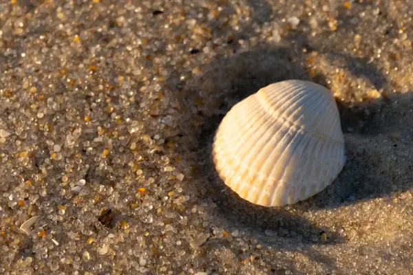 Kumlu bir kumsalda güzel bir kan gemisi kabuğu yatıyordu. Bu deniz kabuğu kum taneleri ve küçük parlak çakıl taşlarının arasındaydı. Bu kabuğun kenarları ve beyaz renk güzel ve yelpaze gibi görünüyor..