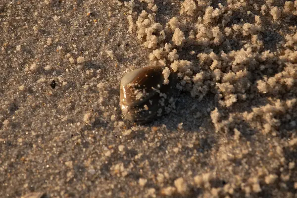Bu, kumsalda yatan bir deniz tarağı kabuğunun resmi. Güneşin yansımasıyla parlayan güzel deniz kabuğu. Etrafı kumla kaplıydı. Kahverengi şeker gibi görünüyordu..