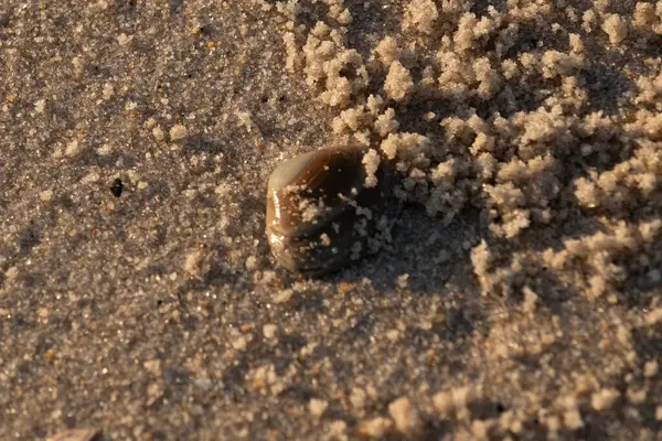 Bu, kumsalda yatan bir deniz tarağı kabuğunun resmi. Güneşin yansımasıyla parlayan güzel deniz kabuğu. Etrafı kumla kaplıydı. Kahverengi şeker gibi görünüyordu..