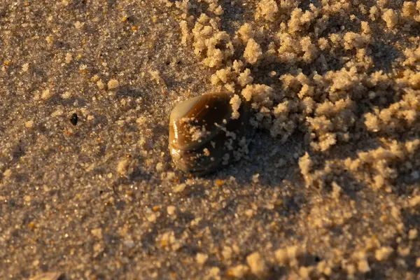 Bu, kumsalda yatan bir deniz tarağı kabuğunun resmi. Güneşin yansımasıyla parlayan güzel deniz kabuğu. Etrafı kumla kaplıydı. Kahverengi şeker gibi görünüyordu..