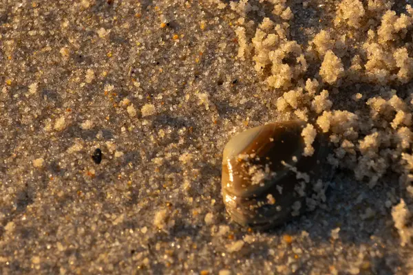 Bu, kumsalda yatan bir deniz tarağı kabuğunun resmi. Güneşin yansımasıyla parlayan güzel deniz kabuğu. Etrafı kumla kaplıydı. Kahverengi şeker gibi görünüyordu..