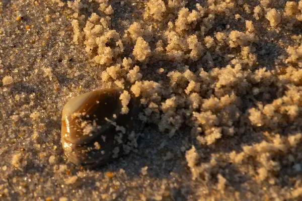 Bu, kumsalda yatan bir deniz tarağı kabuğunun resmi. Güneşin yansımasıyla parlayan güzel deniz kabuğu. Etrafı kumla kaplıydı. Kahverengi şeker gibi görünüyordu..