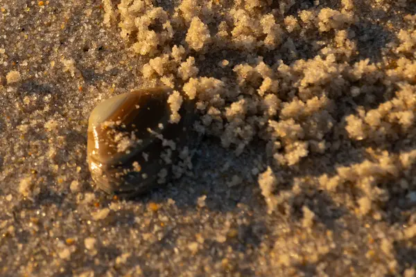 Bu, kumsalda yatan bir deniz tarağı kabuğunun resmi. Güneşin yansımasıyla parlayan güzel deniz kabuğu. Etrafı kumla kaplıydı. Kahverengi şeker gibi görünüyordu..