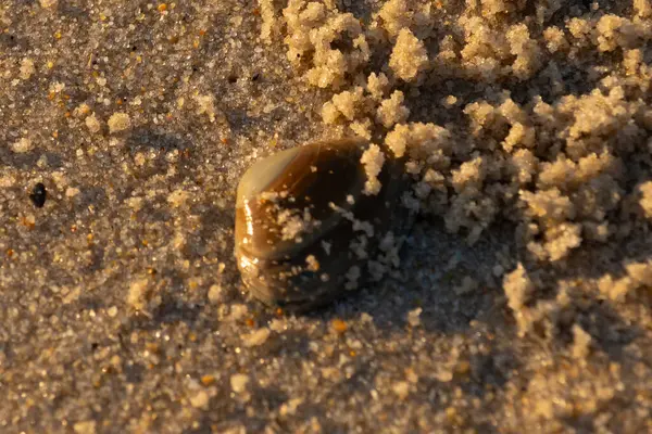 Bu, kumsalda yatan bir deniz tarağı kabuğunun resmi. Güneşin yansımasıyla parlayan güzel deniz kabuğu. Etrafı kumla kaplıydı. Kahverengi şeker gibi görünüyordu..