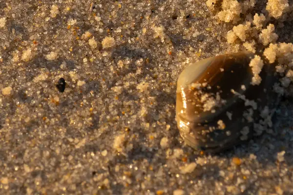 Bu, kumsalda yatan bir deniz tarağı kabuğunun resmi. Güneşin yansımasıyla parlayan güzel deniz kabuğu. Etrafı kumla kaplıydı. Kahverengi şeker gibi görünüyordu..
