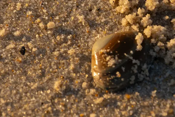Bu, kumsalda yatan bir deniz tarağı kabuğunun resmi. Güneşin yansımasıyla parlayan güzel deniz kabuğu. Etrafı kumla kaplıydı. Kahverengi şeker gibi görünüyordu..