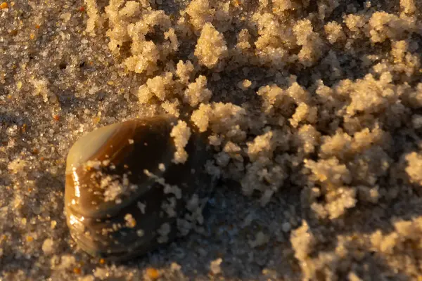 Bu, kumsalda yatan bir deniz tarağı kabuğunun resmi. Güneşin yansımasıyla parlayan güzel deniz kabuğu. Etrafı kumla kaplıydı. Kahverengi şeker gibi görünüyordu..